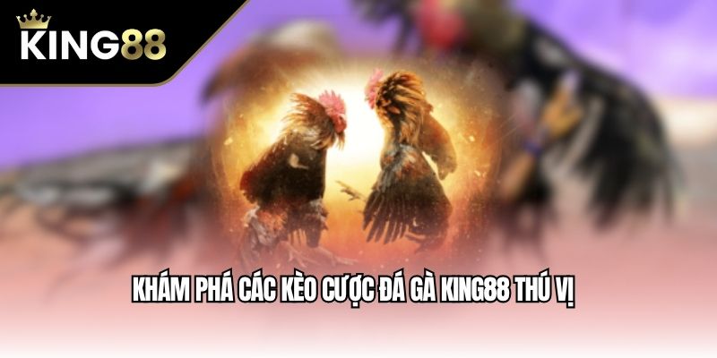 Khám phá các trải nghiệm đá gà thú vị