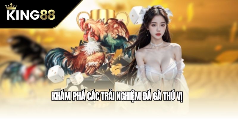 Khám phá các trải nghiệm đá gà thú vị